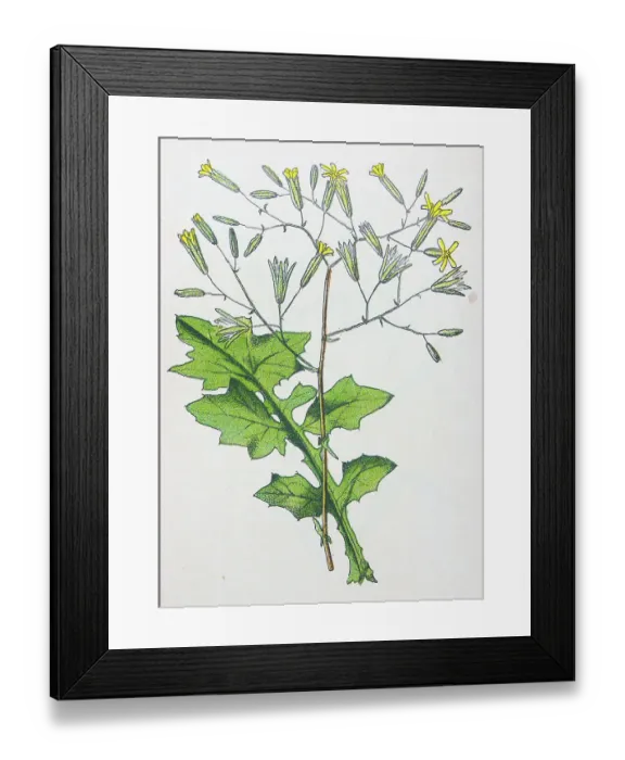 Framed Print : Antique botany illustration: Wall Lettuce, Lactuca muralis Framed Print : Antique botany illustration: Wall Lettuce, Lactuca muralis
