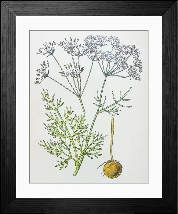 Framed Print : Antique botany illustration: Earth-nut, Pig-nut, Conopodium denudatum
