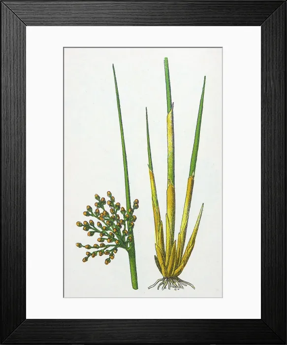 Framed Print : Antique botany illustration: Rush, Juncus effusus