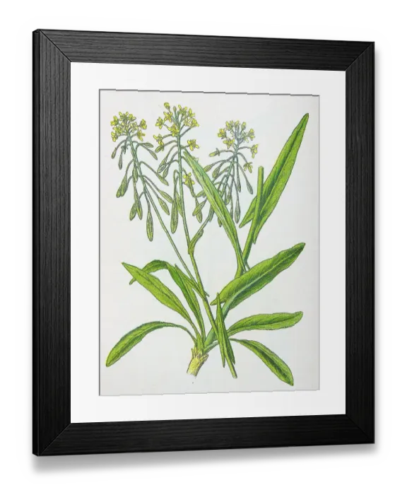Framed Print : Antique botany illustration: Woad, Isatis tinctoria Framed Print : Antique botany illustration: Woad, Isatis tinctoria