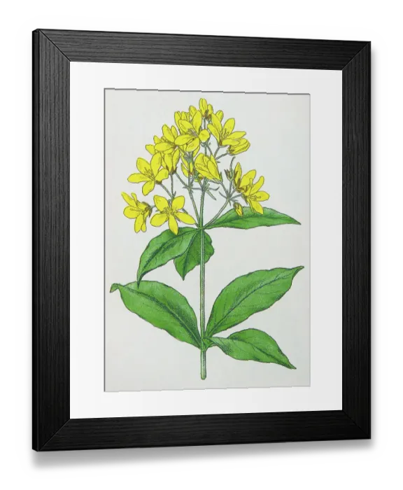 Framed Print : Antique botany illustration: Yellow Loosestrife, Lysimachia vulgaris Framed Print : Antique botany illustration: Yellow Loosestrife, Lysimachia vulgaris
