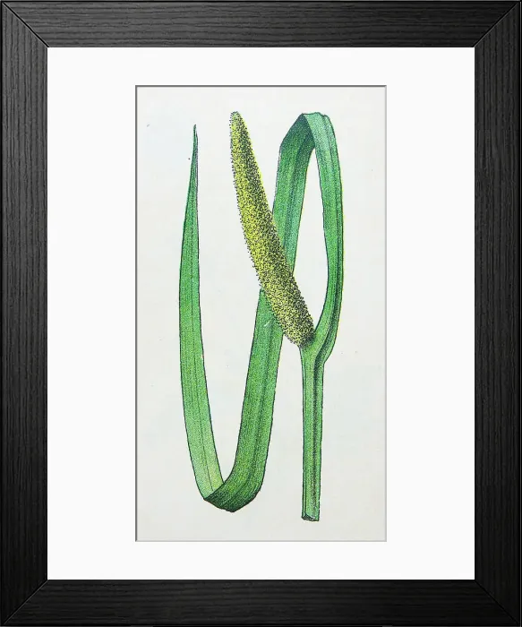 Framed Print : Antique botany illustration: Sweet Flag, Acorus calamus Framed Print : Antique botany illustration: Sweet Flag, Acorus calamus