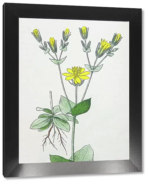 Antique botany illustration: Yellow Wort, Chlora Perfoliata
