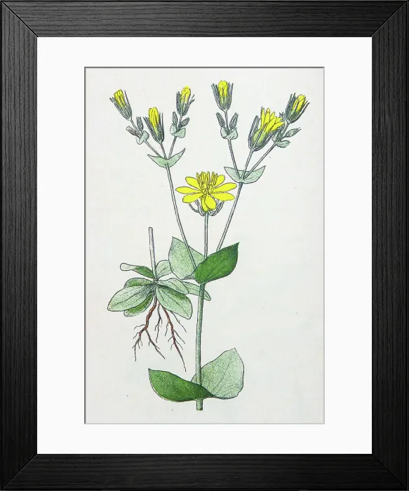 Framed Print : Antique botany illustration: Yellow Wort, Chlora Perfoliata Framed Print : Antique botany illustration: Yellow Wort, Chlora Perfoliata