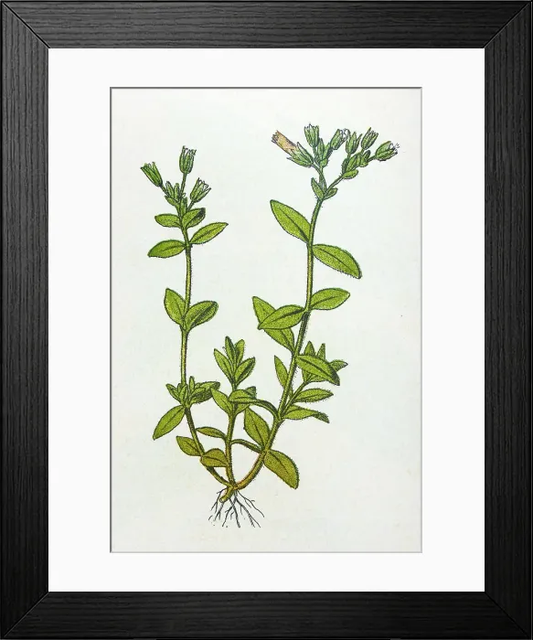 Framed Print : Antique botany illustration: Mouse Ear Chickweed, Cerastium triviale