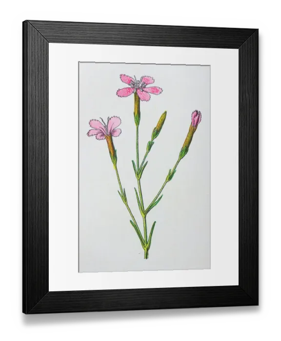 Framed Print : Antique botany illustration: Maiden Pink, Dianthus deltoides Framed Print : Antique botany illustration: Maiden Pink, Dianthus deltoides