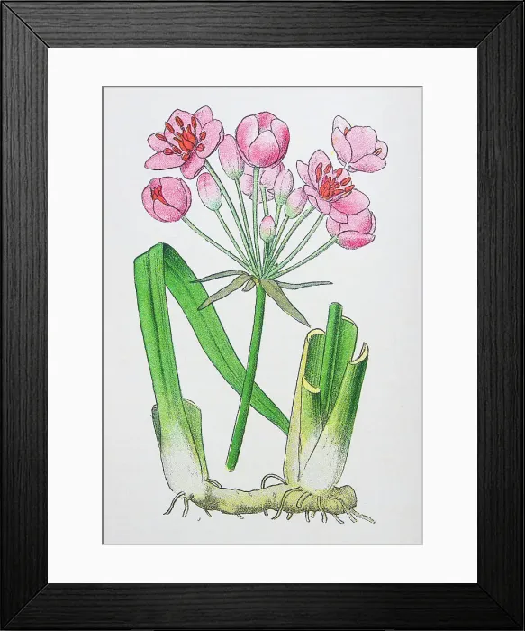 Framed Print : Antique botany illustration: Flowering Rush, Butomus umbellatus