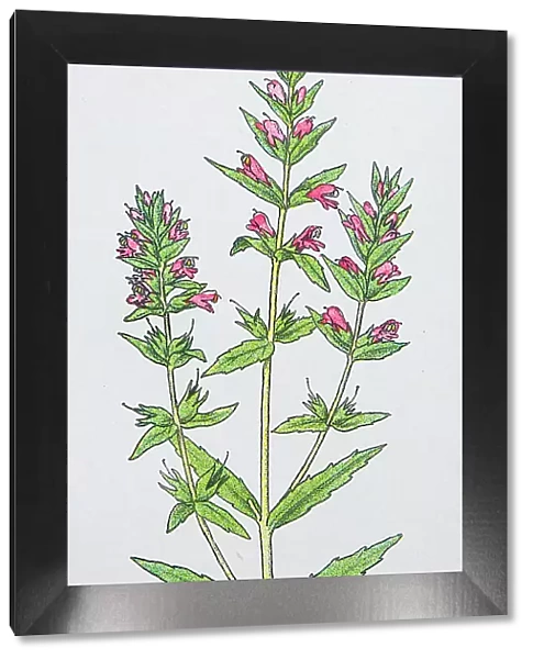 Antique botany illustration: Red Bartsia, Bartsia odontites