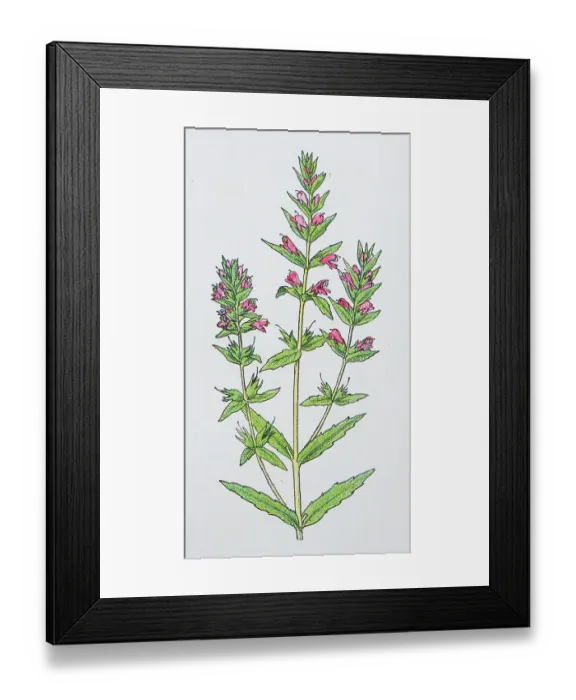 Framed Print : Antique botany illustration: Red Bartsia, Bartsia odontites Framed Print : Antique botany illustration: Red Bartsia, Bartsia odontites