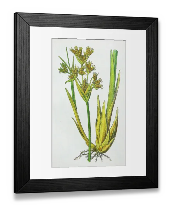 Framed Print : Antique botany illustration: Bulrush, Scirpus lacustris Framed Print : Antique botany illustration: Bulrush, Scirpus lacustris