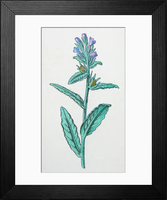 Framed Print : Antique botany illustration: Bugloss, Anchusa arvensis Framed Print : Antique botany illustration: Bugloss, Anchusa arvensis