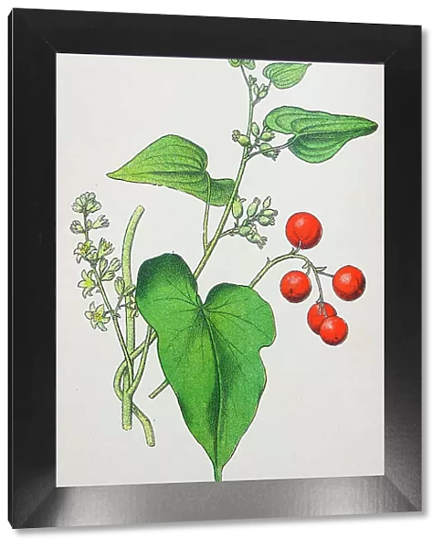 Antique botany illustration: Black Bryony, Tamus communis