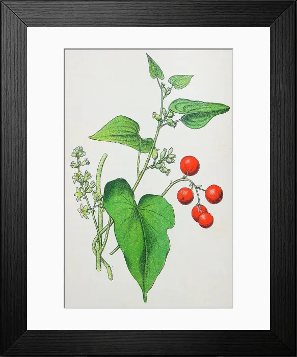 Framed Print : Antique botany illustration: Black Bryony, Tamus communis Framed Print : Antique botany illustration: Black Bryony, Tamus communis