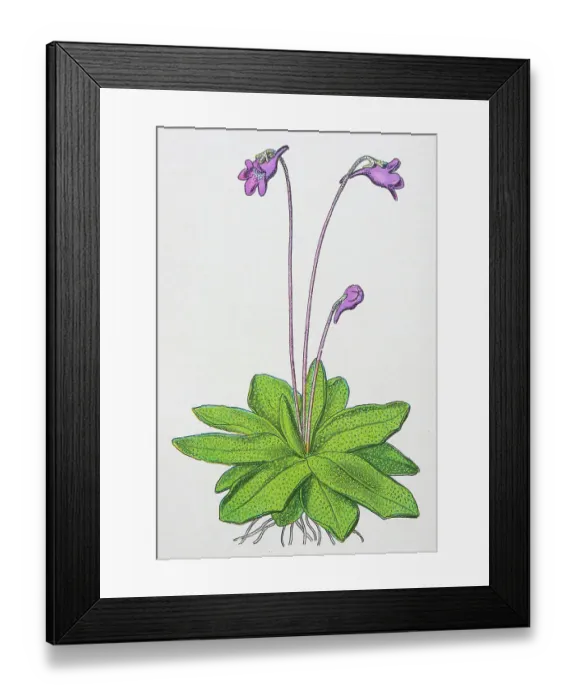 Framed Print : Antique botany illustration: Butterwort, Pinguicula vulgaris Framed Print : Antique botany illustration: Butterwort, Pinguicula vulgaris