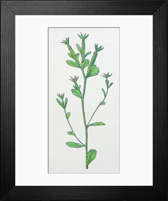 Framed Print : Antique botany illustration: Venus Looking Glass, Specularia hybrida Framed Print : Antique botany illustration: Venus Looking Glass, Specularia hybrida