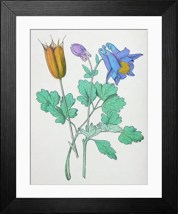 Framed Print : Antique botany illustration: Columbine, Aquilegia vulgaris Framed Print : Antique botany illustration: Columbine, Aquilegia vulgaris