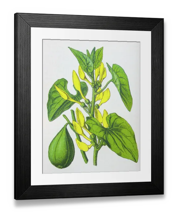 Framed Print : Antique botany illustration: Birthwort, Aristolochia clematitis Framed Print : Antique botany illustration: Birthwort, Aristolochia clematitis