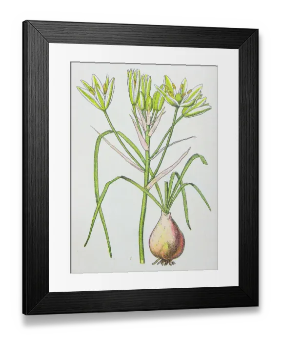 Framed Print : Antique botany illustration: Star of Bethlehem, Ornithogalum umbellatum