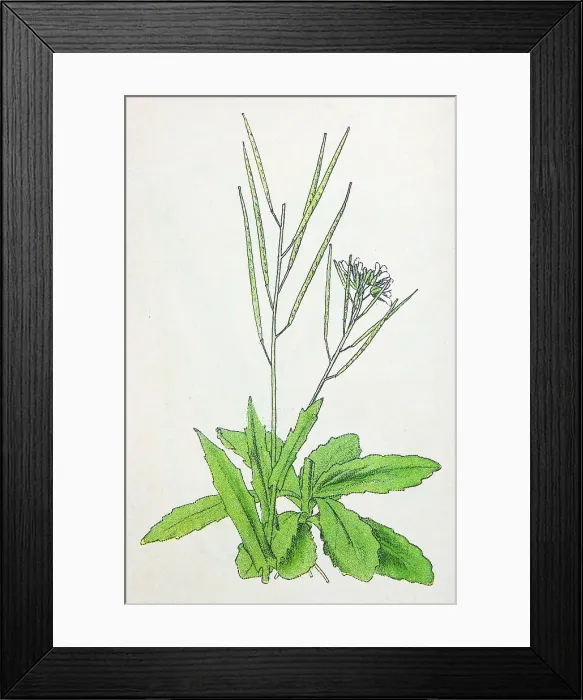 Framed Print : Antique botany illustration: Hairy rock Cress, Arabis Hirsuta Framed Print : Antique botany illustration: Hairy rock Cress, Arabis Hirsuta