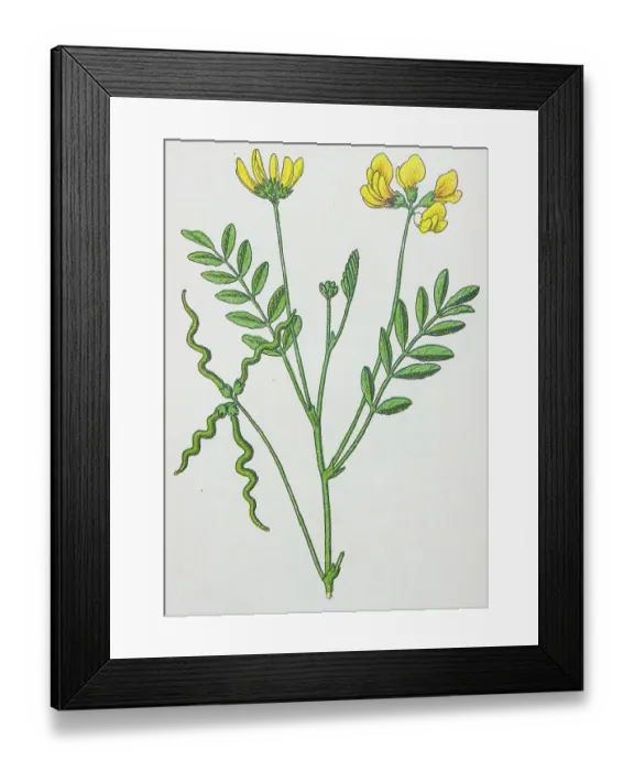 Framed Print : Antique botany illustration: Horseshoe Vetch, Hippocrepis comosa Framed Print : Antique botany illustration: Horseshoe Vetch, Hippocrepis comosa