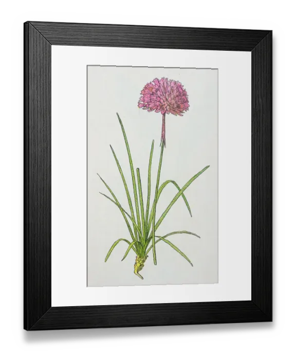 Framed Print : Antique botany illustration: Thrift, Sea Pink, Armeria vulgaris Framed Print : Antique botany illustration: Thrift, Sea Pink, Armeria vulgaris