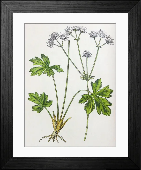 Framed Print : Antique botany illustration: Sanicle, Sanicula Europaea Framed Print : Antique botany illustration: Sanicle, Sanicula Europaea