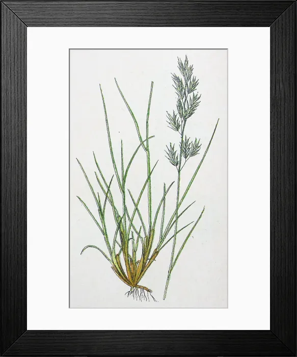 Framed Print : Antique botany illustration: Sheep's Fescue-Grass, Festuca Ovina Framed Print : Antique botany illustration: Sheep's Fescue-Grass, Festuca Ovina