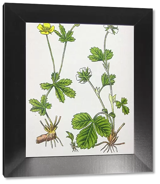 Antique botany illustration: Tormentil, Potentilla tormentilla and Barren Strawberry, Potentilla fragariastrum