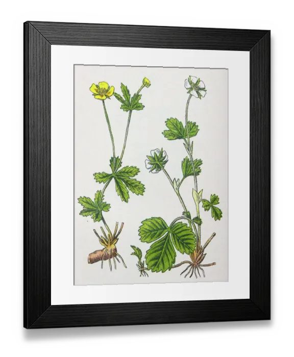 Framed Print : Antique botany illustration: Tormentil, Potentilla tormentilla and Barren Strawberry, Potentilla fragariastrum Framed Print : Antique botany illustration: Tormentil, Potentilla tormentilla and Barren Strawberry, Potentilla fragariastrum