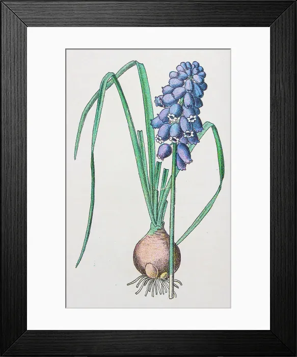 Framed Print : Antique botany illustration: Grape Hyacinth, Muscari racemosum