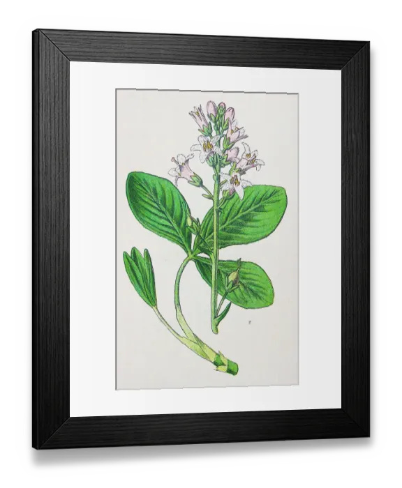 Framed Print : Antique botany illustration: Bog bean, Buck bean, Menyanthes trifoliata Framed Print : Antique botany illustration: Bog bean, Buck bean, Menyanthes trifoliata