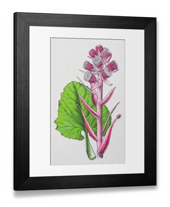 Framed Print : Antique botany illustration: Butter-Bur, Petasites vulgaris Framed Print : Antique botany illustration: Butter-Bur, Petasites vulgaris