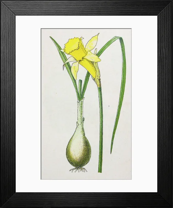 Framed Print : Antique botany illustration: Daffodil, Lent Lily, Narcissus pseudo-narcissus
