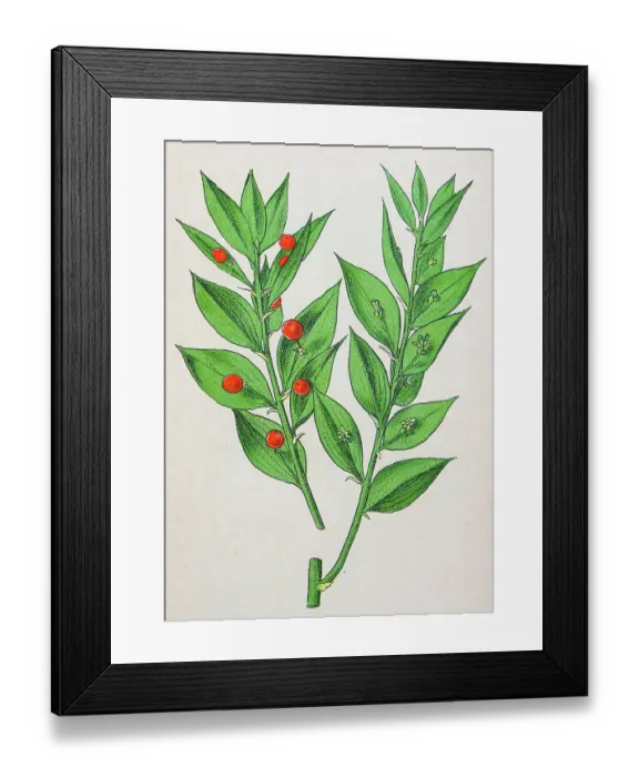 Framed Print : Antique botany illustration: Butcher's Broom, Ruscus Aculeatus Framed Print : Antique botany illustration: Butcher's Broom, Ruscus Aculeatus