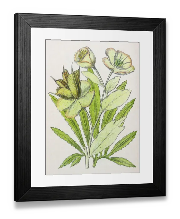 Framed Print : Antique botany illustration: Setterwort, Stinking Hellebore, Helleborus foetidus Framed Print : Antique botany illustration: Setterwort, Stinking Hellebore, Helleborus foetidus