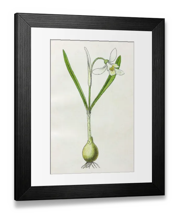 Framed Print : Antique botany illustration: Snowdrop, Galanthus Nivalis Framed Print : Antique botany illustration: Snowdrop, Galanthus Nivalis
