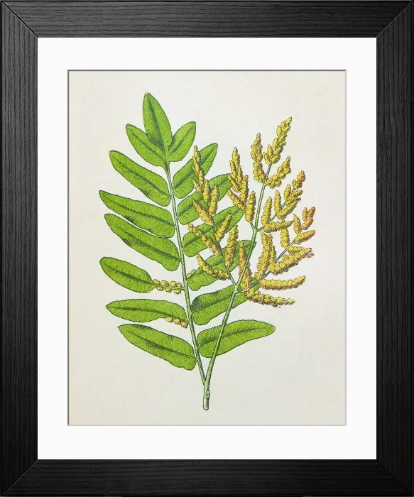 Framed Print : Antique botany illustration: Royal Fern, Osmunda regalis Framed Print : Antique botany illustration: Royal Fern, Osmunda regalis