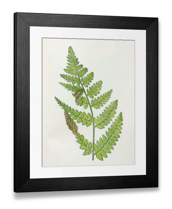 Framed Print : Antique botany illustration: Broad Buckler Fern, Nephrodium spinulosum Framed Print : Antique botany illustration: Broad Buckler Fern, Nephrodium spinulosum