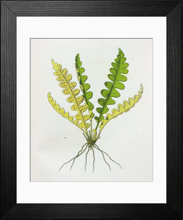 Framed Print : Antique botany illustration: Scale fern, Asplenium ceterach Framed Print : Antique botany illustration: Scale fern, Asplenium ceterach