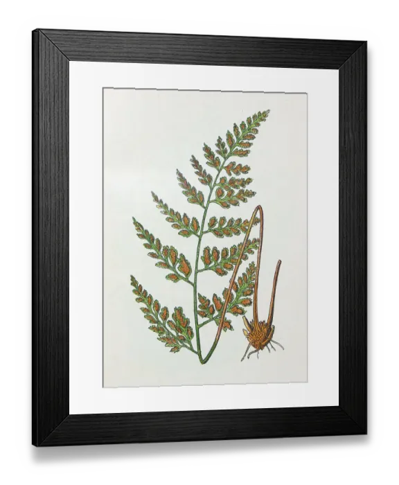 Framed Print : Antique botany illustration: Black Spleenwort, Asplenium adiantum nigrum Framed Print : Antique botany illustration: Black Spleenwort, Asplenium adiantum nigrum