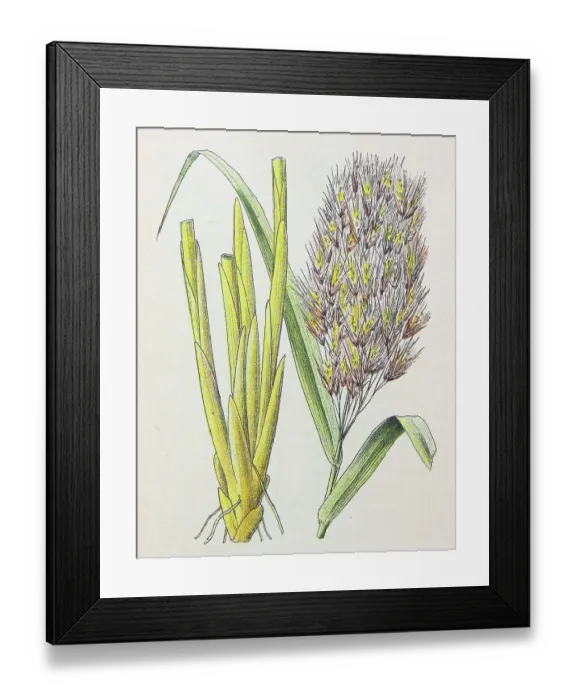Framed Print : Antique botany illustration: Reed, Phragmites communis Framed Print : Antique botany illustration: Reed, Phragmites communis