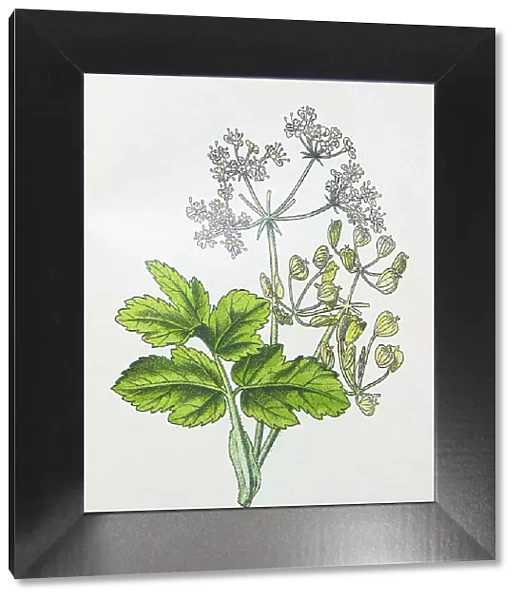 Antique botany illustration: Hogweed, Cow Parsnip, Heracleum sphondylium