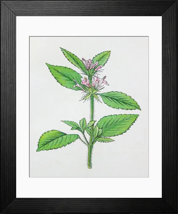 Framed Print : Antique botany illustration: Hemp Nettle, Galeopsis tetrahit Framed Print : Antique botany illustration: Hemp Nettle, Galeopsis tetrahit