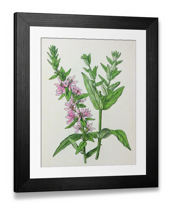 Framed Print : Antique botany illustration: Purple Loosestrife, Lythrum salicaria Framed Print : Antique botany illustration: Purple Loosestrife, Lythrum salicaria