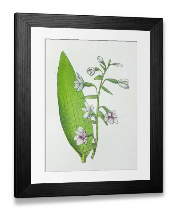 Framed Print : Antique botany illustration: Broad Leaved Helleborine, Epipactis latifolia Framed Print : Antique botany illustration: Broad Leaved Helleborine, Epipactis latifolia