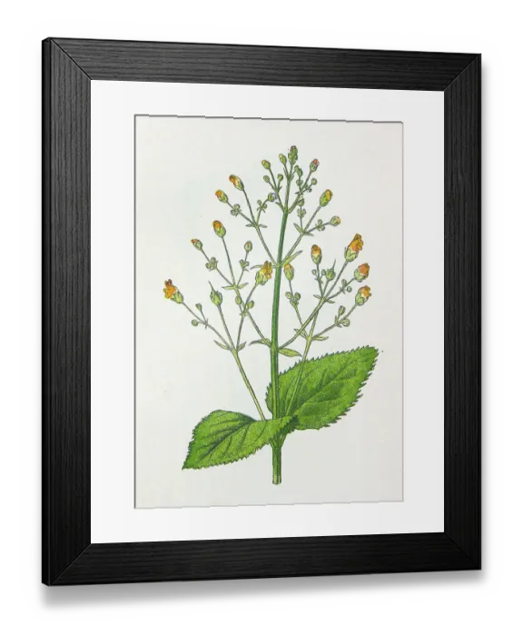 Framed Print : Antique botany illustration: Knotted Figwort, Scrophularia nodosa
