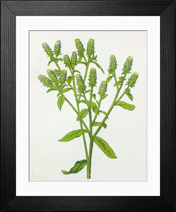 Framed Print : Antique botany illustration: Ploughman's Spikenard, Inula Conyza Framed Print : Antique botany illustration: Ploughman's Spikenard, Inula Conyza