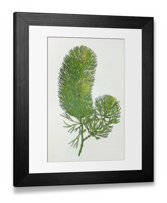 Framed Print : Antique botany illustration: Hornwort, Ceratophyllum demersum Framed Print : Antique botany illustration: Hornwort, Ceratophyllum demersum