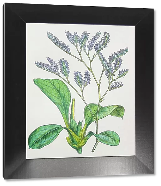 Antique botany illustration: Sea Lavender, Statice limonium