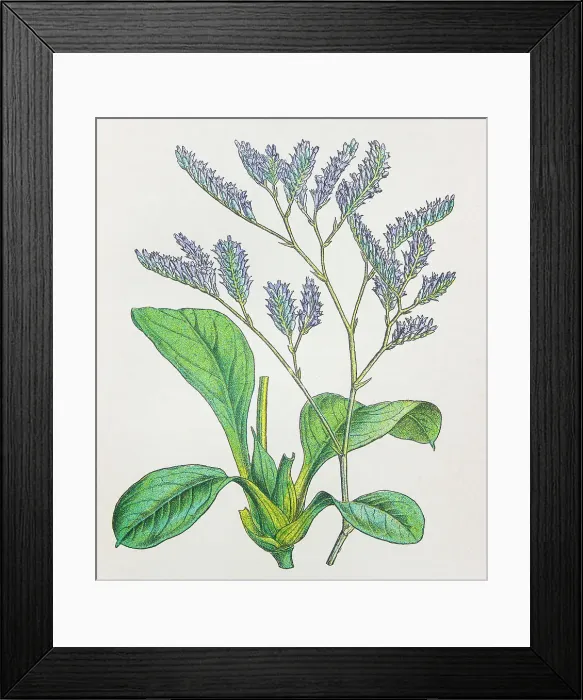 Framed Print : Antique botany illustration: Sea Lavender, Statice limonium Framed Print : Antique botany illustration: Sea Lavender, Statice limonium